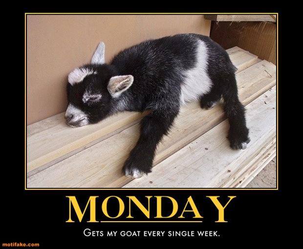 tired baby goat - Monday Gets My Goat Every Single Week. motifake.com