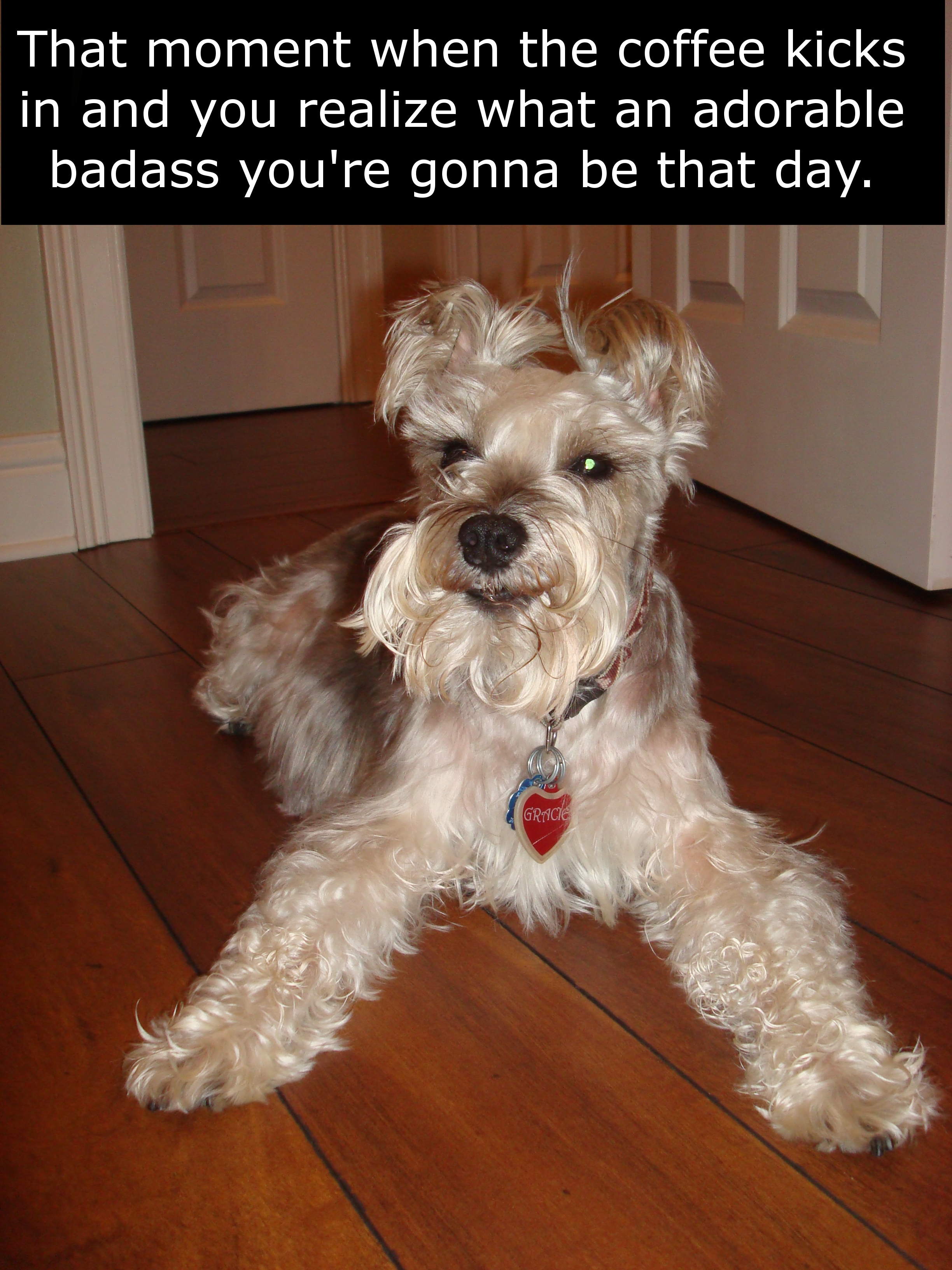 miniature schnauzer - That moment when the coffee kicks in and you realize what an adorable badass you're gonna be that day.