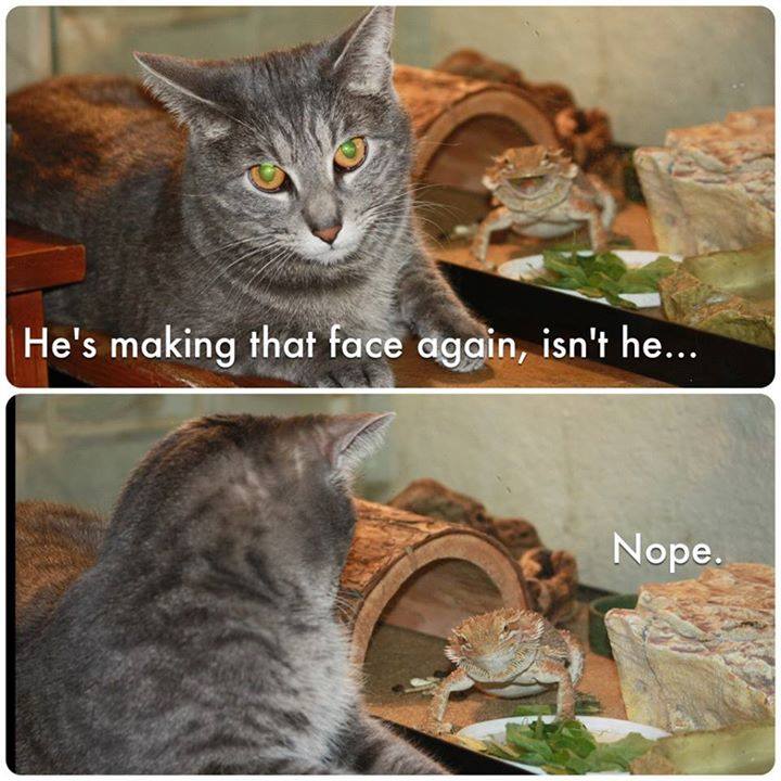 cute funny animal memes - He's making that face again, isn't he... Nope.