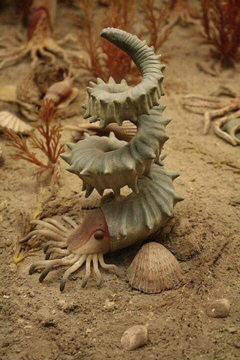 helioceras heteromorph ammonite