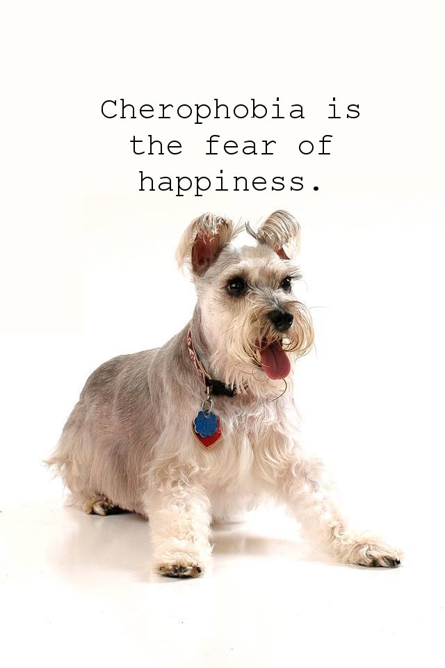 miniature schnauzer - Cherophobia is the fear of happiness.