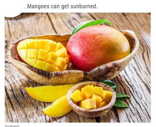 Mangoes can get sunburned. Shutterstock