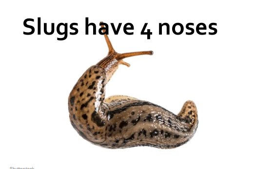 Leopard slug - Slugs have 4 noses