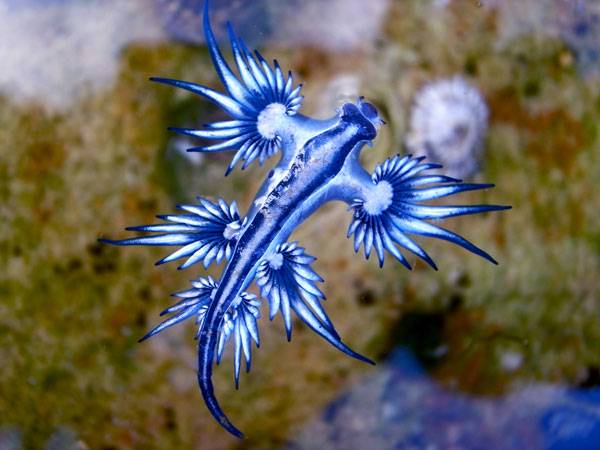 blue sea creatures