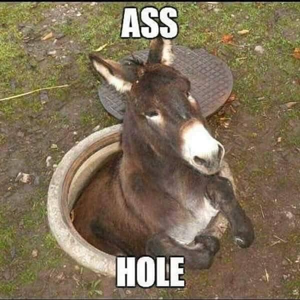 funny donkey - Ass Hole