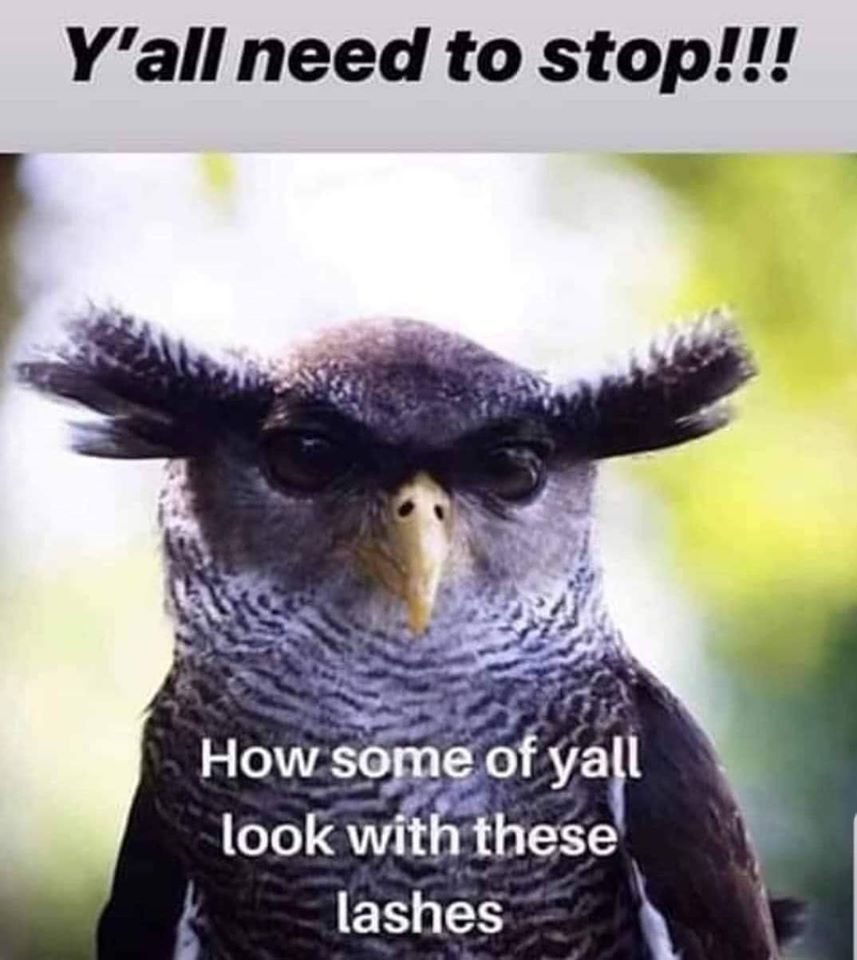 close up bird heads - Y'all need to stop!!! How some of yall look with these lashes