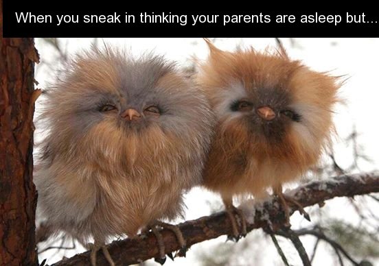 fluffy baby owl - When you sneak in thinking your parents are asleep but...