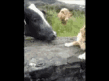 tornado gif funny cow