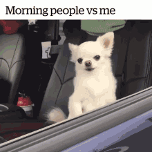 funny animal gifs - Morning people vs me