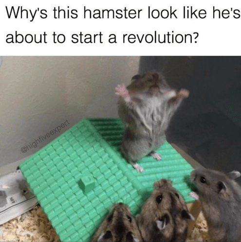 preaching hamster - Why's this hamster look he's about to start a revolution?