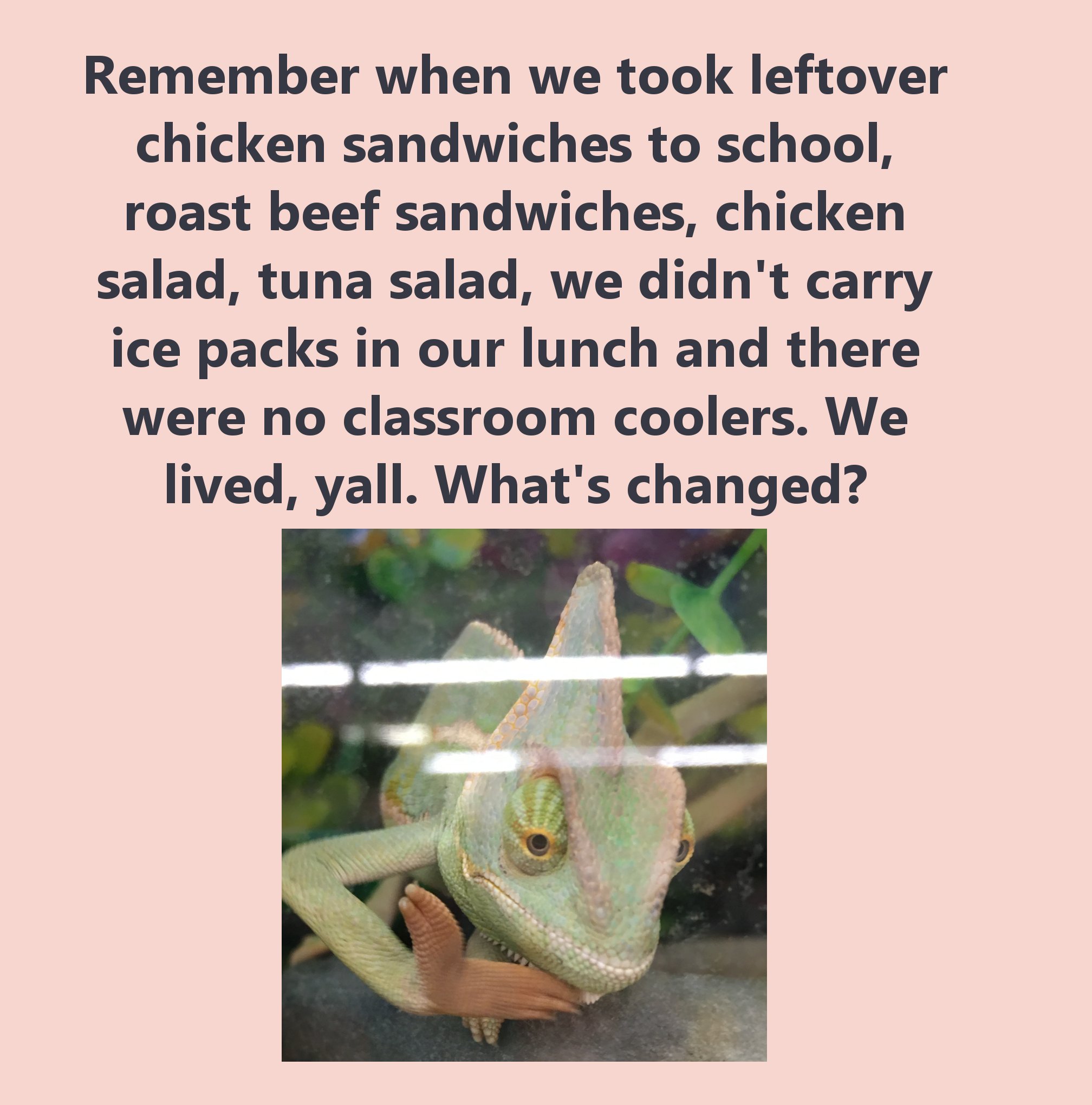 tidy up - Remember when we took leftover chicken sandwiches to school, roast beef sandwiches, chicken salad, tuna salad, we didn't carry ice packs in our lunch and there were no classroom coolers. We lived, yall. What's changed?
