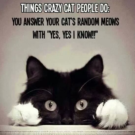 you up - Things Crazy Cat People Do You Answer Your Cat'S Random Meows With "Yes, Yes I Know.!"