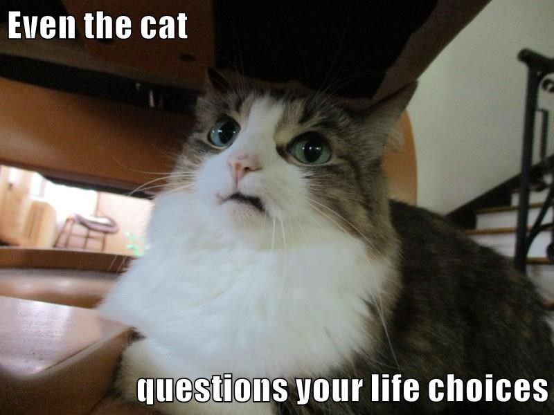 cats making faces - Even the cat questions your life choices