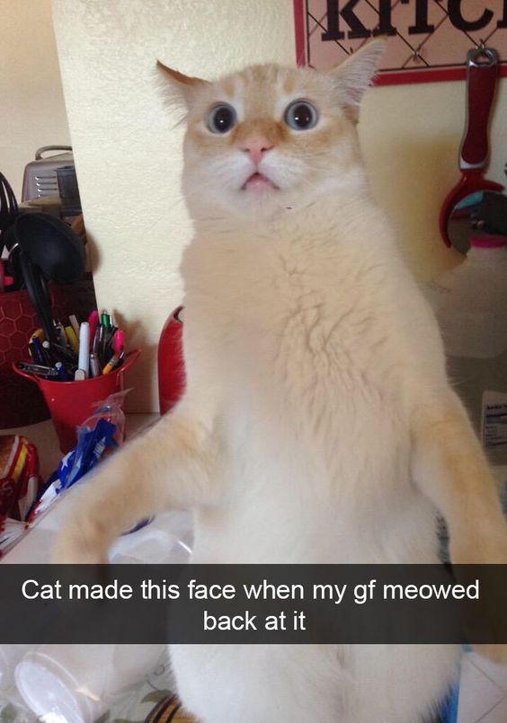 funny cat instagram - Kite Cat made this face when my gf meowed back at it