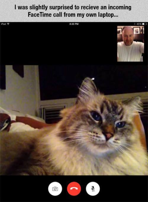 facetime cat - I was slightly surprised to recieve an incoming FaceTime call from my own laptop...