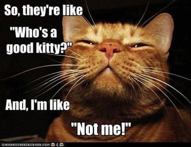 my face needs your kisses - So, they're "Who's a good kitty?" And, I'm "Not me!" Icanhascheezburger.Com So