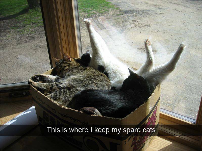 keep my spare cats - This is where I keep my spare cats