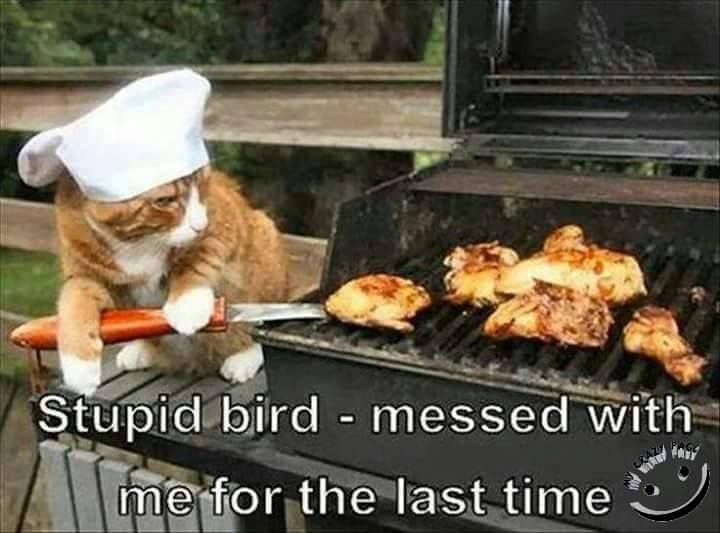 bbq funny - Stupid bird messed with fy me for the last time