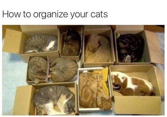 organize your cats - How to organize your cats