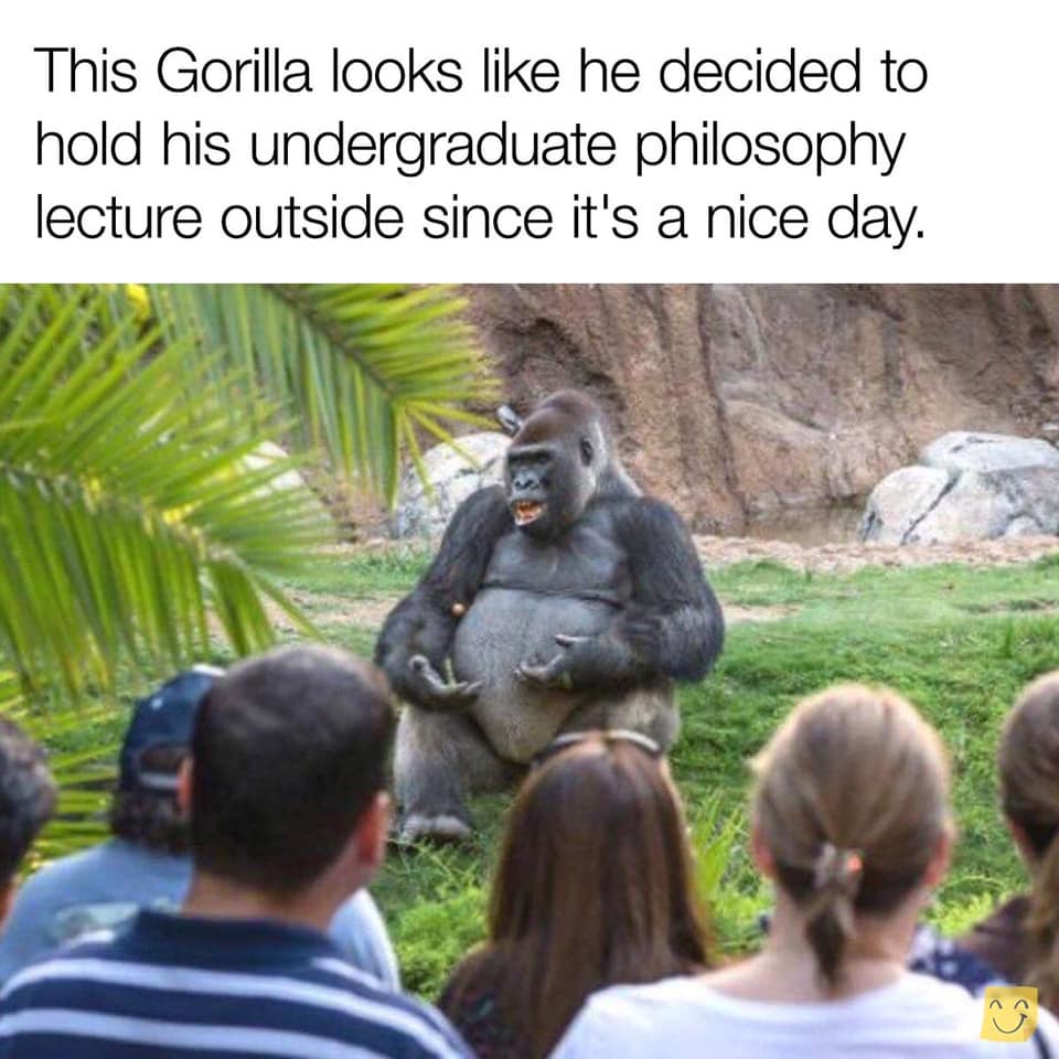 gorilla on gorilla meme - This Gorilla looks he decided to hold his undergraduate philosophy lecture outside since it's a nice day.