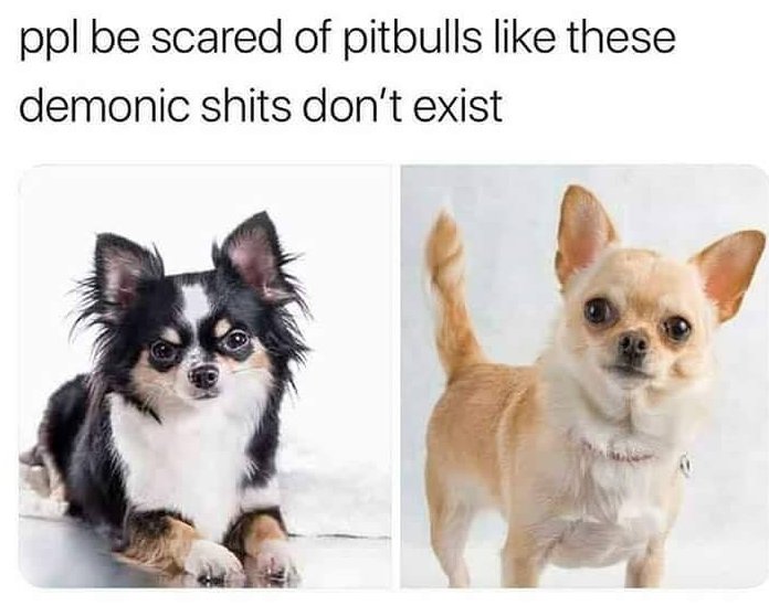 people are scared of pitbulls like these demonic little shits don t exist - ppl be scared of pitbulls these demonic shits don't exist