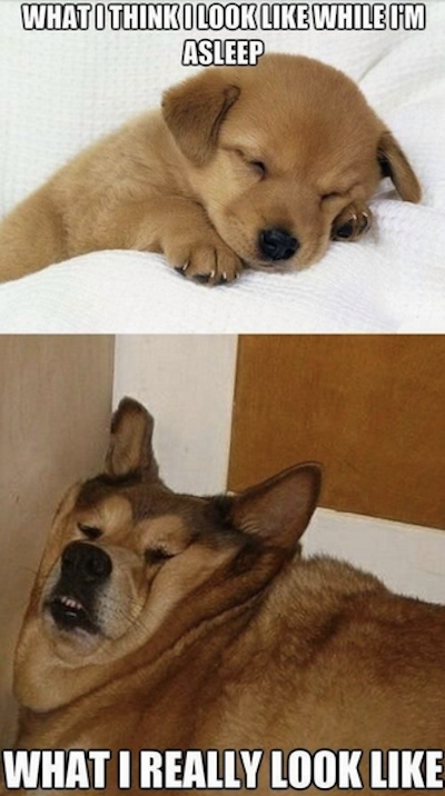 sleeping dog memes - What I Think I Look While I'M Asleep What I Really Look