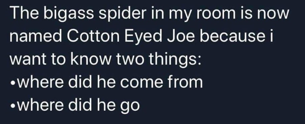 sky - The bigass spider in my room is now named Cotton Eyed Joe because i want to know two things where did he come from Where did he go