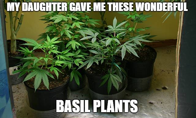 Hemp - My Daughter Gave Me These Wonderful Basil Plants