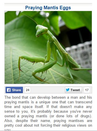 Ladies, do YOU have a guy who just won't leave you alone? One who's always trying to get in your panties? Send him a word of warning with some praying mantis eggs and a card for a date on Friday night.