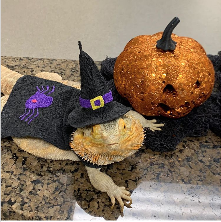 halloween pet pumpkin