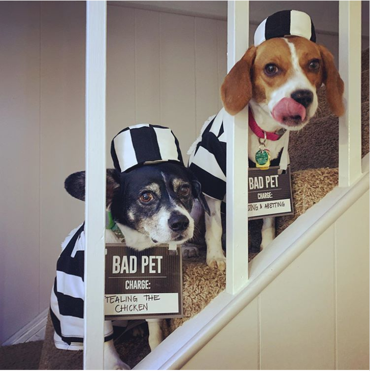 halloween pet beagle - Bad Pet Be Ingetting Bad Pet Charge Tealing The Chicken