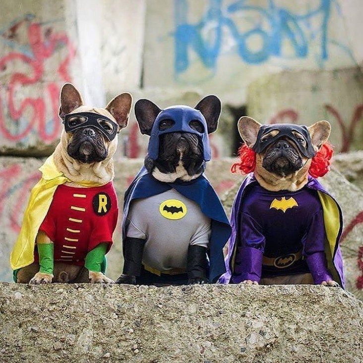 halloween pet batman and robin dog costumes - Nom