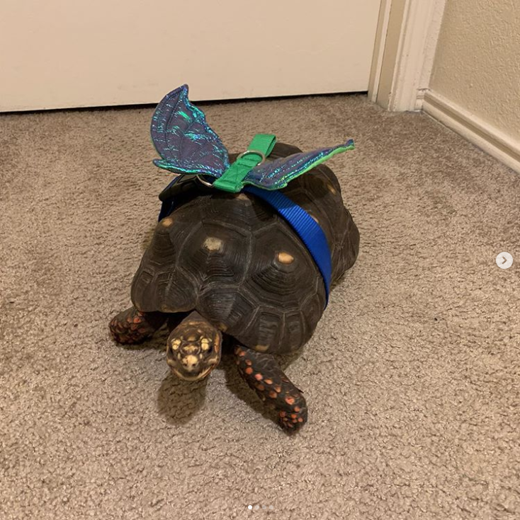 halloween pet tortoise