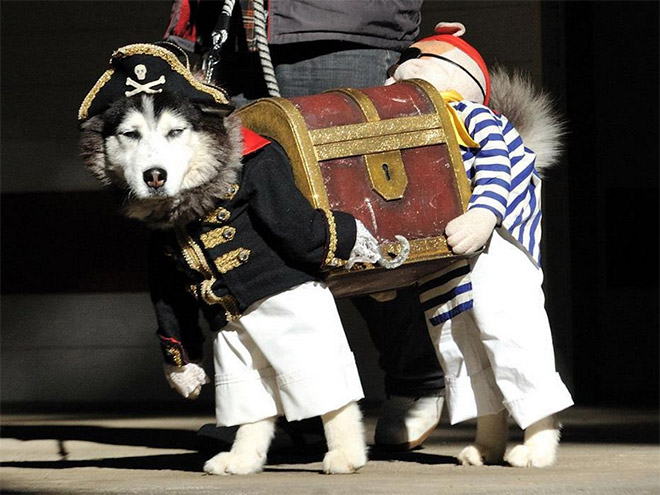 halloween pet dog pirate costume treasure chest