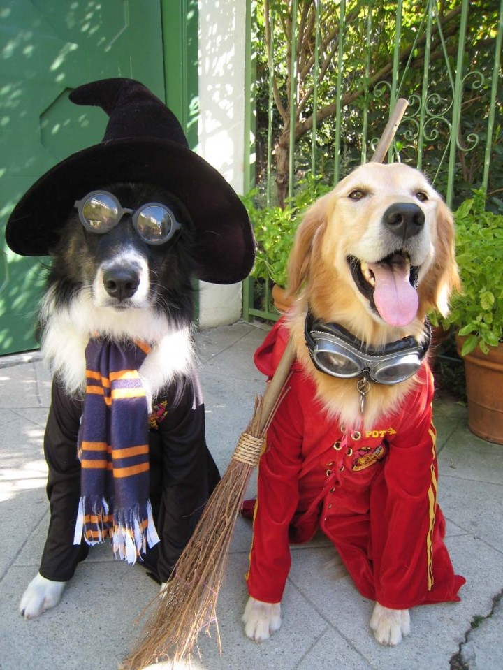 halloween pet harry potter as dogs