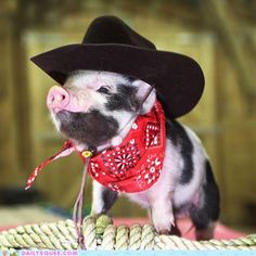 halloween pet pigs wearing clothes