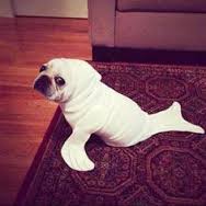 halloween pet walrus dog costume