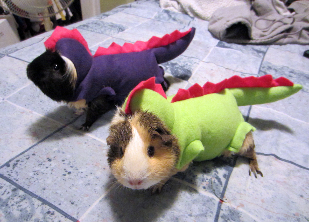 halloween pet guinea pigs dressed up