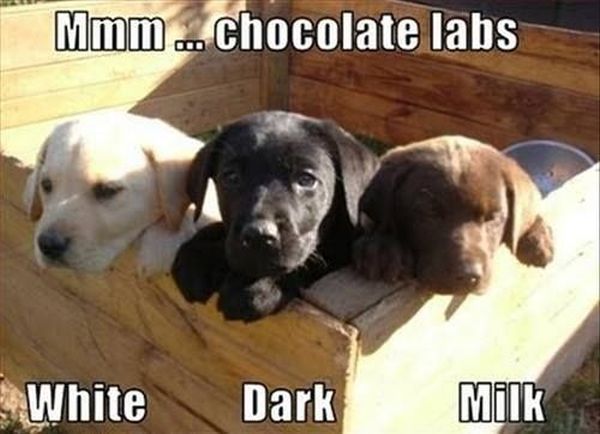 cute fucking puppies - Mmm... chocolate labs White Dark Milk