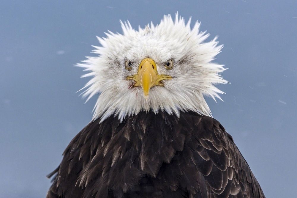 eagle ruffled feathers