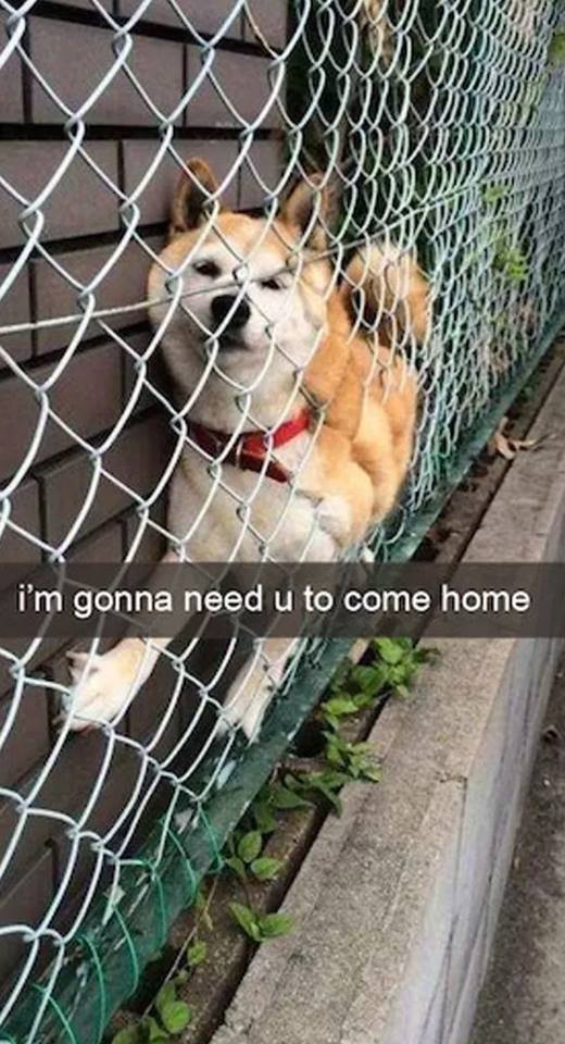 dog gets stuck in fence - I'm gonna need u to come home