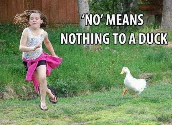 no means nothing to a duck - 'No' Means Nothing To A Duck