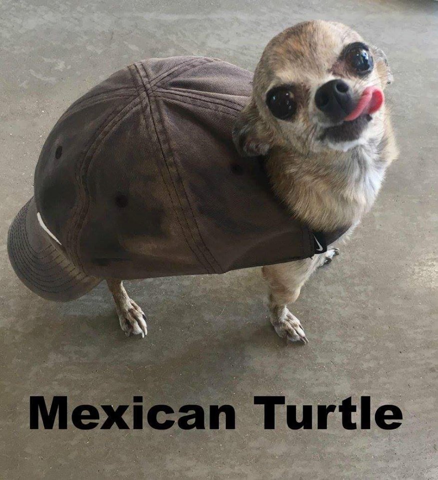 mexican turtle - Mexican Turtle
