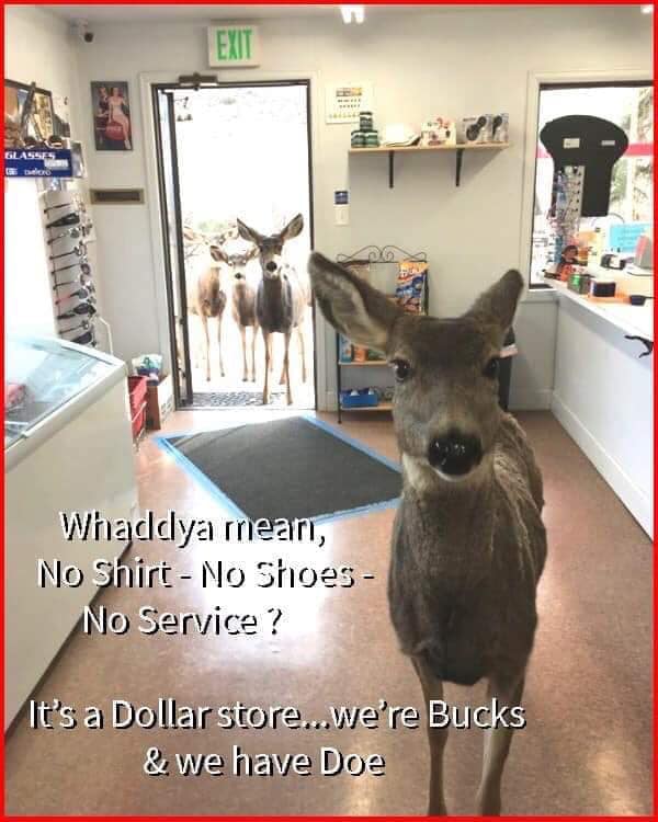 lori jones deer - Glasses Whaddya mean, No Shirt No Shoes No Service? It's a Dollar store...we're Bucks & we have Doe