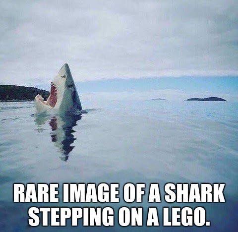 rare image of a shark stepping - Rare Image Of A Shark Stepping On A Lego.
