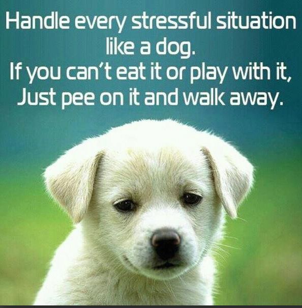 dog - Handle every stressful situation a dog. If you can't eat it or play with it, Just pee on it and walk away.