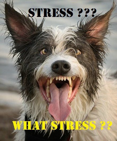 funny pictures stress - Stress ??? What Stress ?