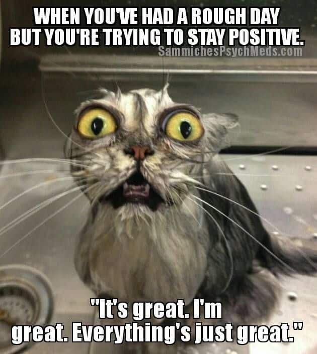 stress funny - When You Ve Had A Rough Day But You'Re Trying To Stay Positive. SammichesPsych Meds.com "It's great. I'm great. Everything's just great."