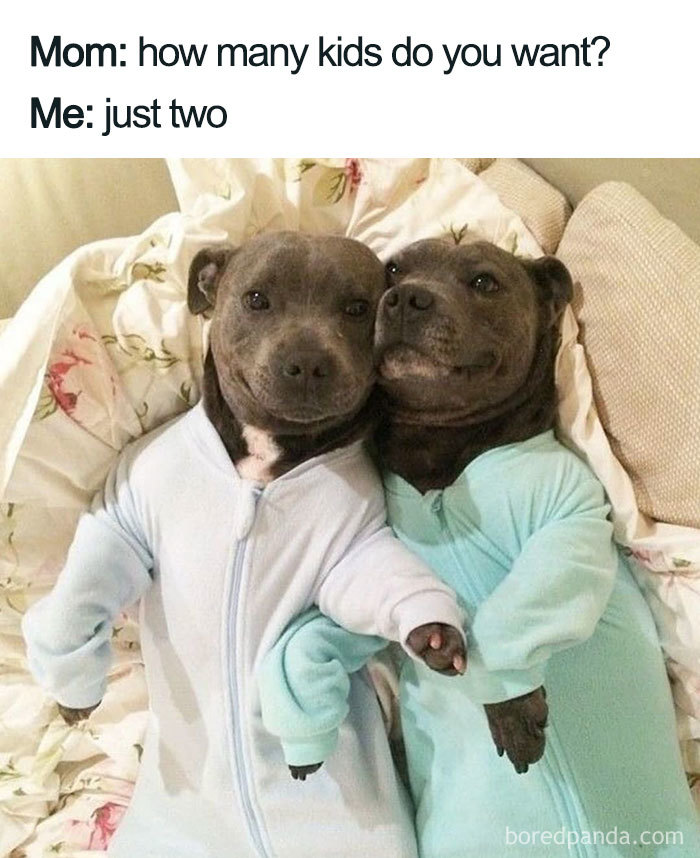 pitbulls in jammies - Mom how many kids do you want? Me just two boredpanda.com