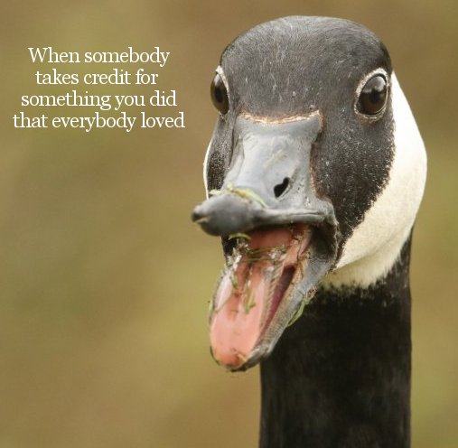 goose attack injuries - When somebody takes credit for something you did that everybody loved